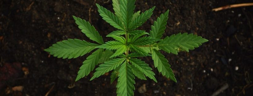 plant